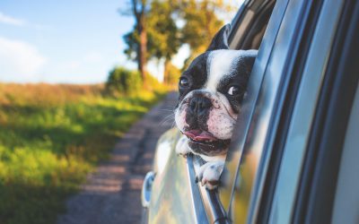 Cómo llevar a tus mascotas en el auto
